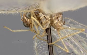 Media type: image;   Entomology 20202 Aspect: habitus lateral view